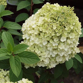 Гортензия метельчатая Бобо (Патио)