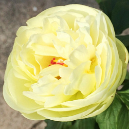 Пион травянистый Лемон Шифон Пион травянистый Лемон Шифон