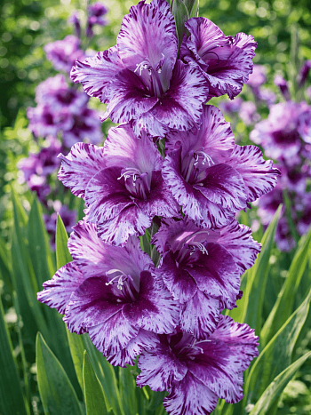 Гладиолус Passos