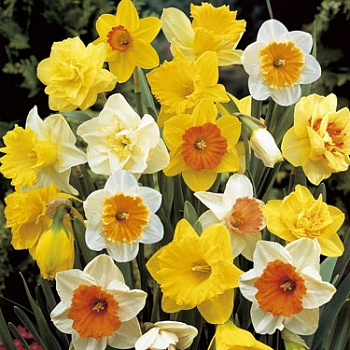 Нарцисс крупнокорончатый "Весенняя палитра" смесь окрасок