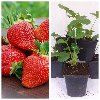 Земляника садовая Клери НАБОР 5ШТ