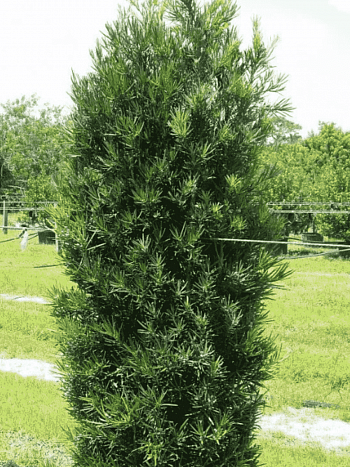 Тис средний Green Rocket