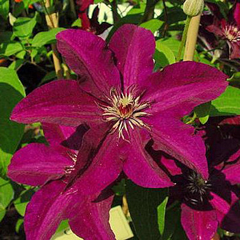 Клематис крупноцветковый Стасик