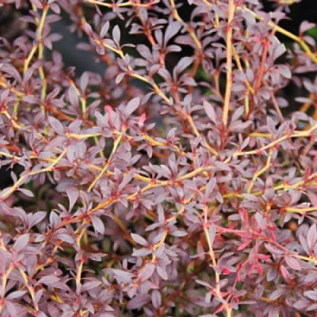 Барбарис Тунберга Ред Дрим