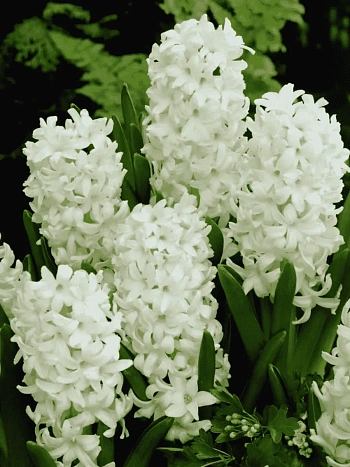 Гиацинт Carnegie