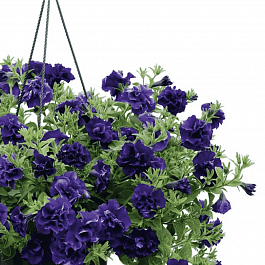 Петуния (сурфиния) Tambelina Belinda кашпо