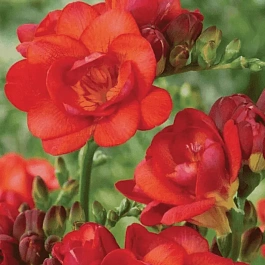 Фрезия Double Red