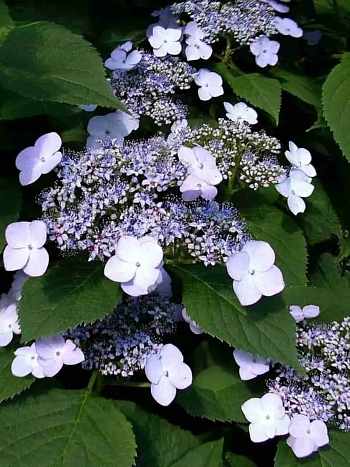 Гортензия пильчатая Bluebird