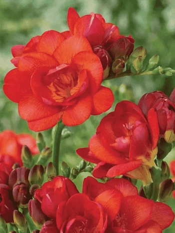 Фрезия Double Red