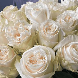 Роза чайно-гибридная Garden spirit