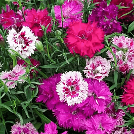 Гвоздика Sonata