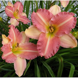 Лилейник гибридный Чайна Брайд