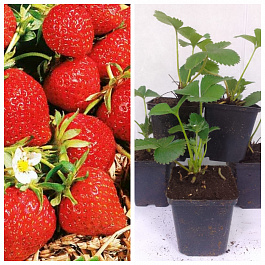 Земляника садовая Фраголареа НАБОР 5ШТ
