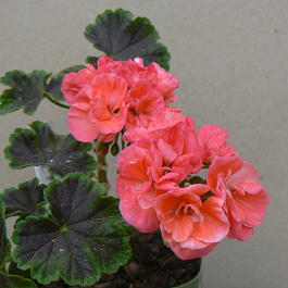 Пеларгония зональная Блэк Вельвет Корал