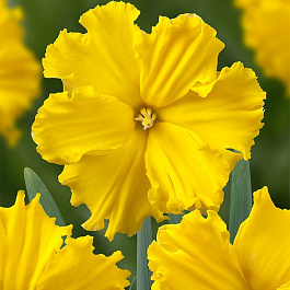 Нарцисс с расщеплённой коронкой Голд Диск Нарцисс с расщеплённой коронкой Голд Диск