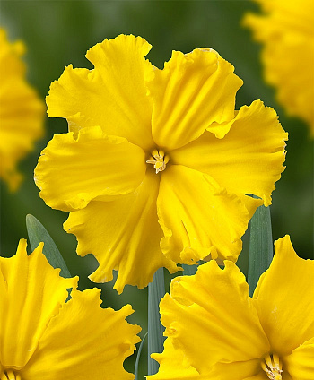 Нарцисс с расщеплённой коронкой Голд Диск