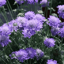 Скабиоза  японская Ritz Blue