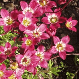 Камнеломка Арендса  Purpurteppich