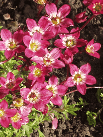 Камнеломка Арендса  Purpurteppich