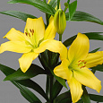 Лилия ла-гибрид Нэшвилл