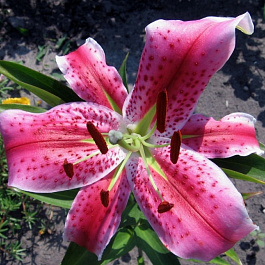 Лилия восточная Барбадос