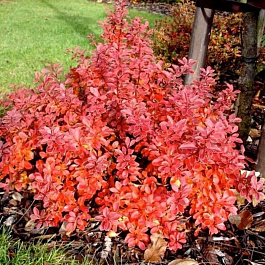 Барбарис Тунберга Оранж Карпет