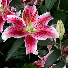 Лилия восточная Хати НАБОР 2ШТ (2+2) Лилия восточная Хати НАБОР 2ШТ (2+2)