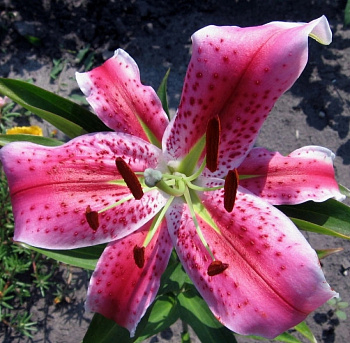 Лилия восточная Барбадос