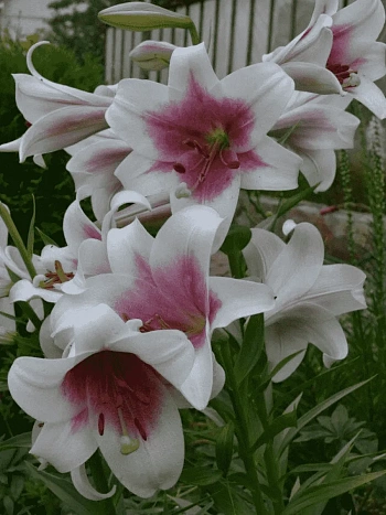 Лилия Triumphator