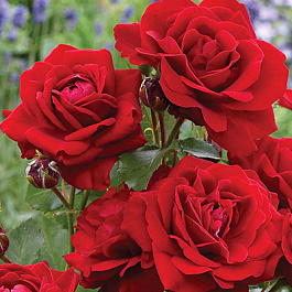 Роза флорибунда Стромболи Роза флорибунда Стромболи