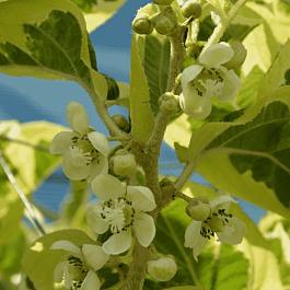 Актинидия Аргута Hokey Pokey