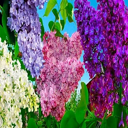 Сирень обыкновенная Микс