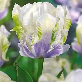 Тюльпан White Lizard 