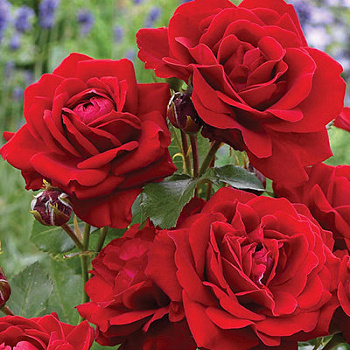 Роза флорибунда Стромболи