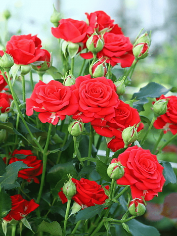 Роза спрей Mirabel