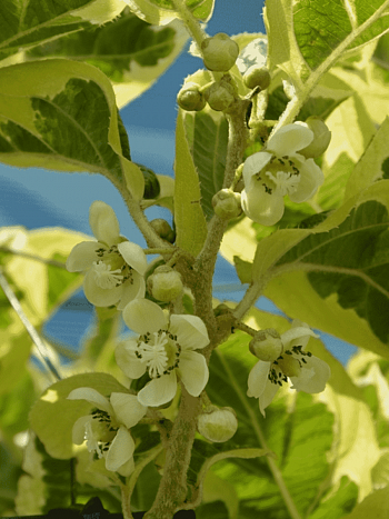 Актинидия Аргута Hokey Pokey