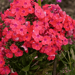 Флокс метельчатый Фойербаль