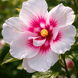 Гибискус Сирийский  Shintaeyang