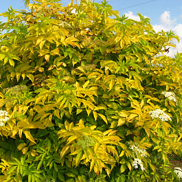 Бузина черная Ауреа Бузина черная Ауреа