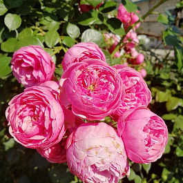 Роза Кордес флорибунда Помпонелла