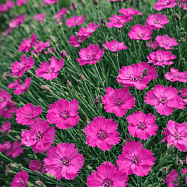 Гвоздика перистая Whatfield Magenta