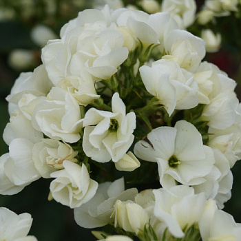 Флокс метельчатый Тиара НАБОР 2ШТ (1+1)