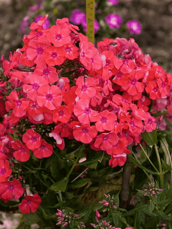 Флокс метельчатый Фойербаль