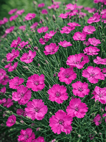 Гвоздика перистая Whatfield Magenta