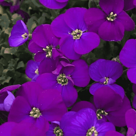 Аубриета Audrey Purple Shades