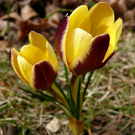 Крокус ботанический Геральд