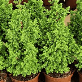 Кипарисовик туевидный Top Point