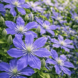 Клематис цельнолистный Arabella