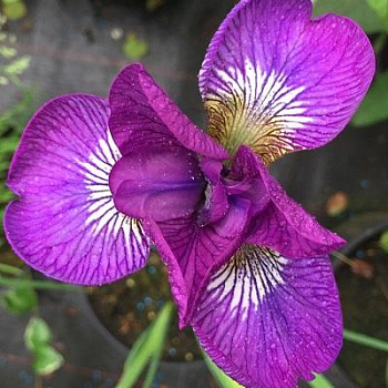 Ирис сибирский Юэн