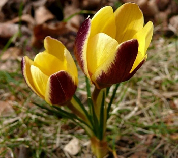 Крокус ботанический Геральд